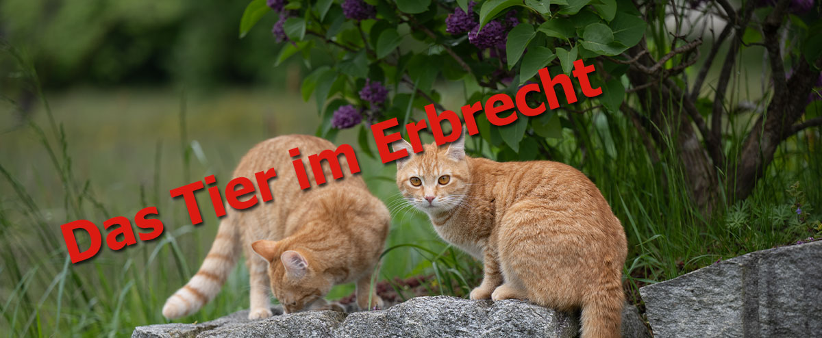 Das Tier im Erbrecht